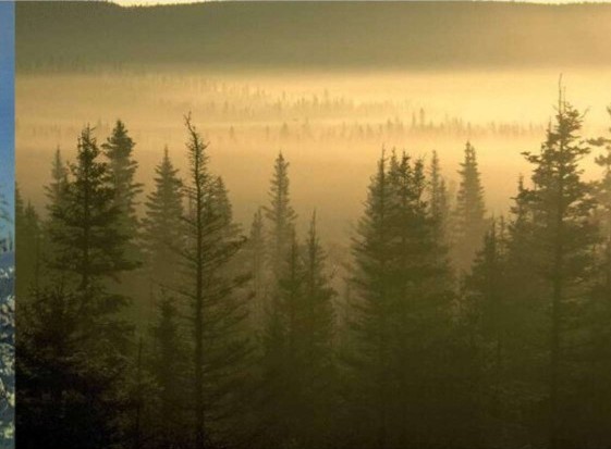Pipeline route through forest